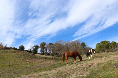 horses animals field