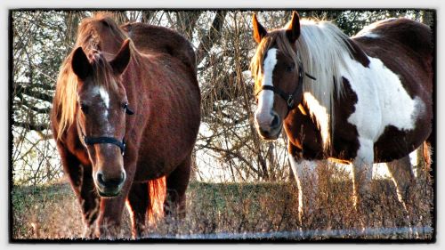 horses brown brown and white