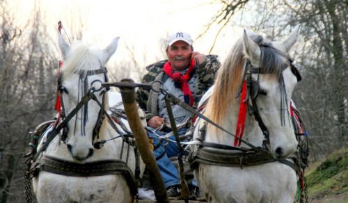 horses cart white