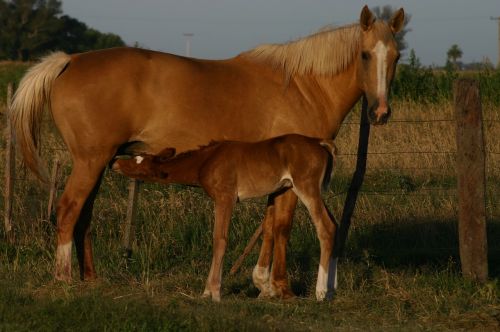 horses mother family