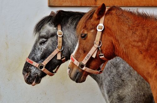 horses animal rescue hoofed animals