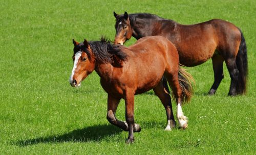 horses meadow coupling