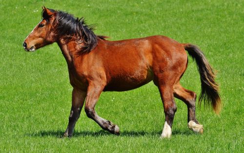 horses meadow coupling