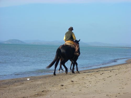 horses beach twilight