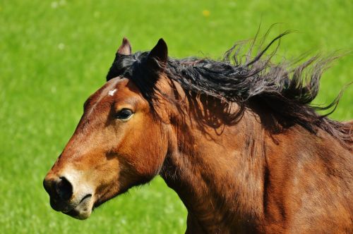 horses meadow coupling