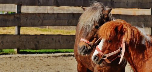 horses pair smooch