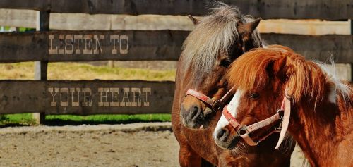 horses listen to your heart pair