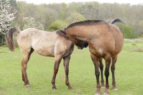 horses couple friendship