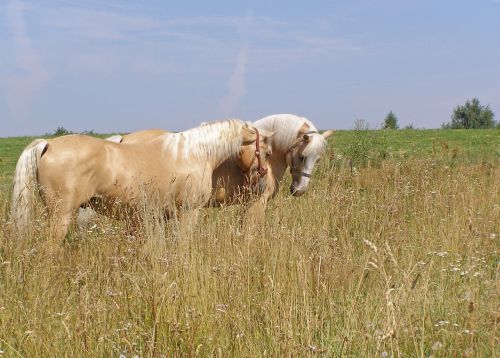 horses meadow summer