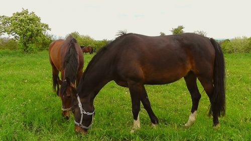 horses pasture graze