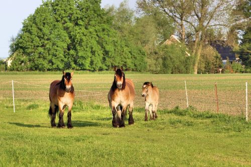 horses mares foal