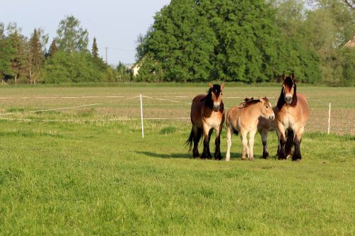 horses mares foal