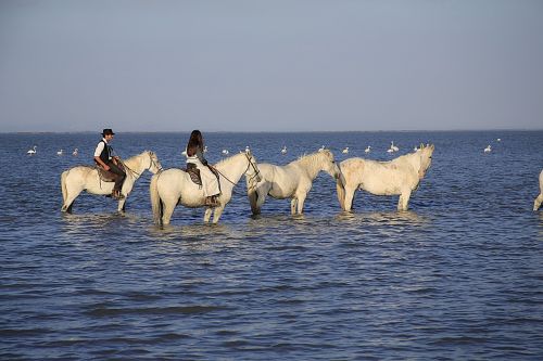 horses herd gardian