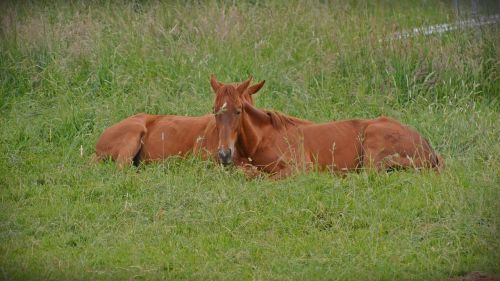 horses pasture rest