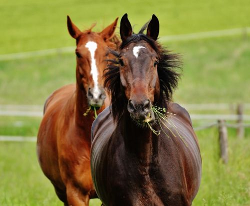 horses for two coupling