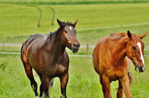 horses for two coupling