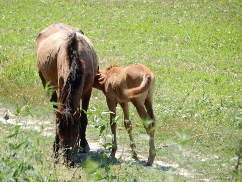 horses foal mare with foal