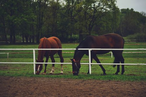 horses ranch animal