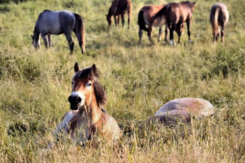 horses pasture sleep