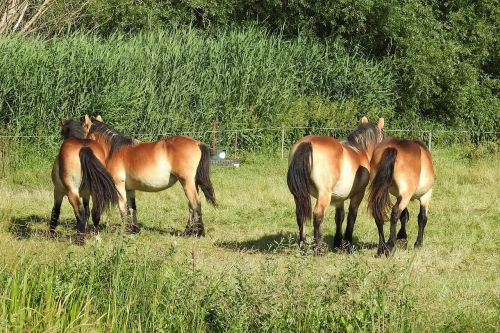 horses pasture paddock
