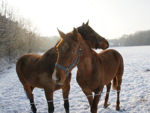 horses snow winter