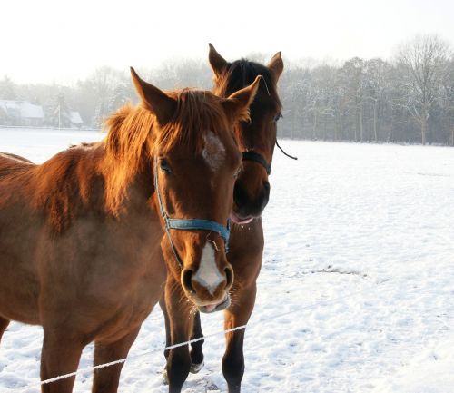 horses snow winter