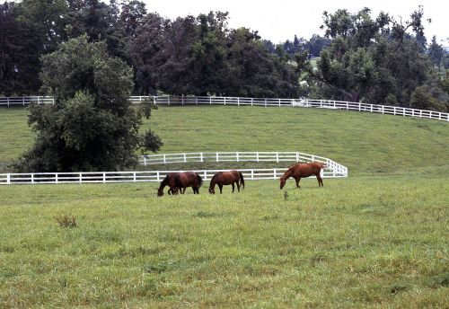 horses grazing pasture