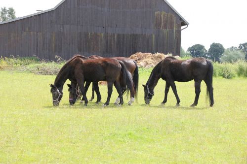horses group grass