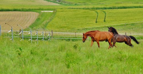 horses for two coupling