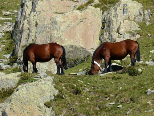 horses rocks pyrenees
