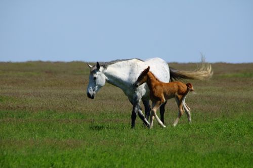 horses foal mare