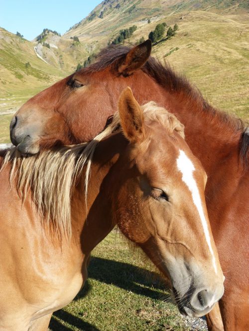 horses couple val d'aran