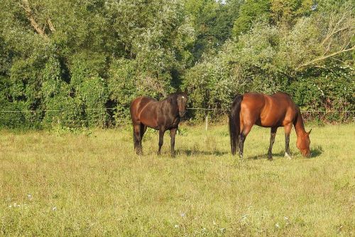 horses pasture trees