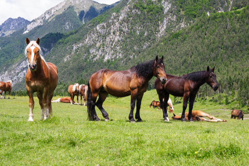 horses mountains pasture