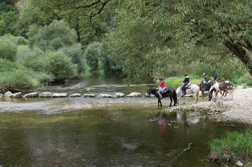 horses danube water