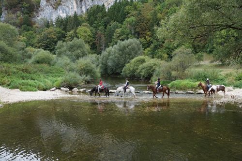 horses danube water