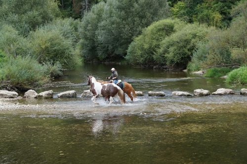 horses danube water