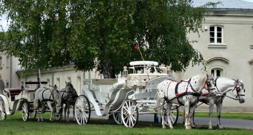 horses animals chaise