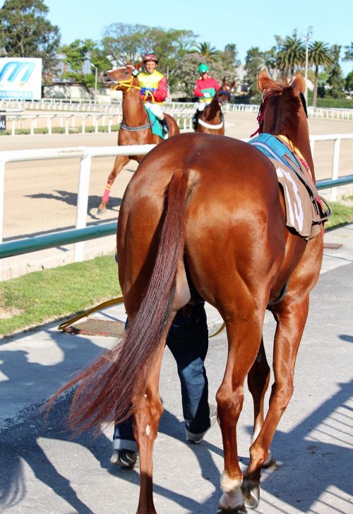 horses horse racing thoroughbreds
