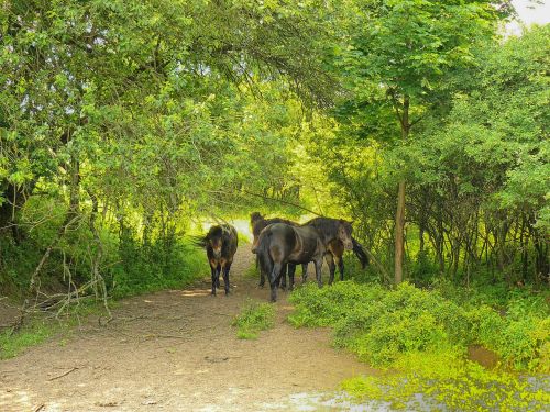 horses forest trees