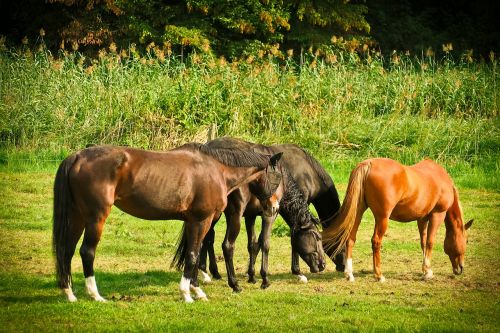 horses animal nature