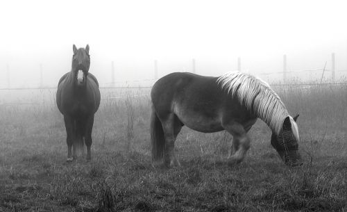 horses horse in mist fog
