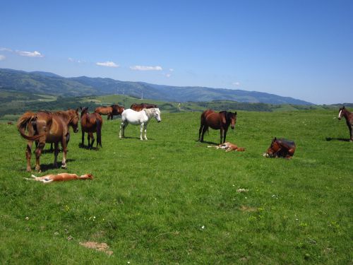 horses field mountain