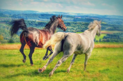 horses gallop meadow