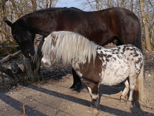 horses paddock animal