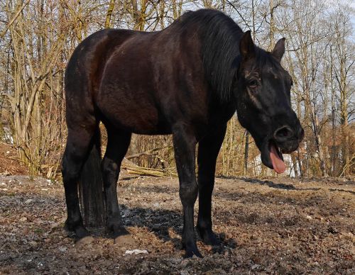 horses paddock animal