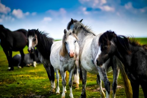 horses horse herd