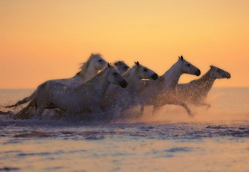 horses herd water