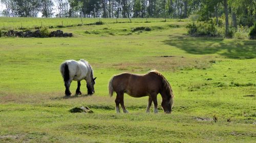 horses pasture summer