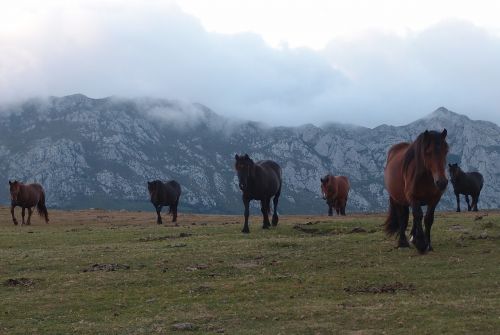 horses nature mountains